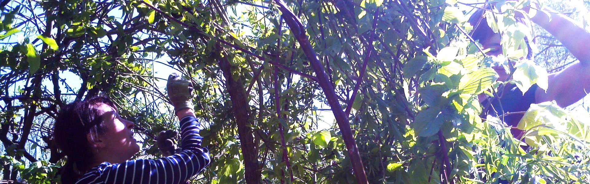 Headerbild Pusteblume 004